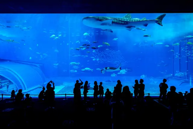 美ら海水族館