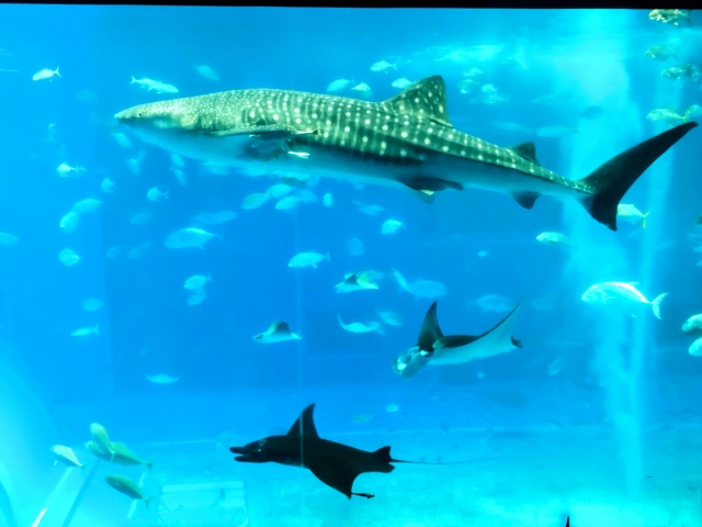 美ら海水族館にドライブ