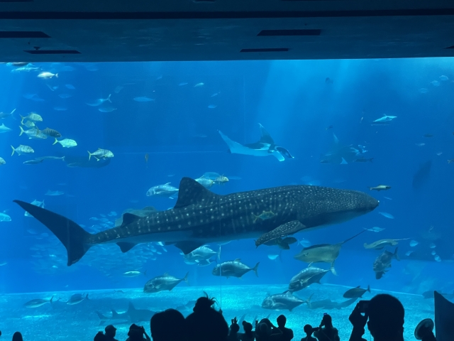 美ら海水族館のジンベエと魚